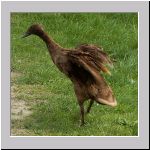 Anas platyrhynchos - Laufente 02.jpg